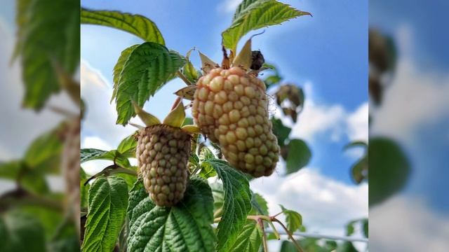 Malina letnia Cascade Delight - Szykuje się niezły plon, pojawiły się pierwsze czerwone owoce. смотреть онлайн