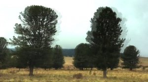 ДОРОЖНЫЙ ЭКСПРОМТ