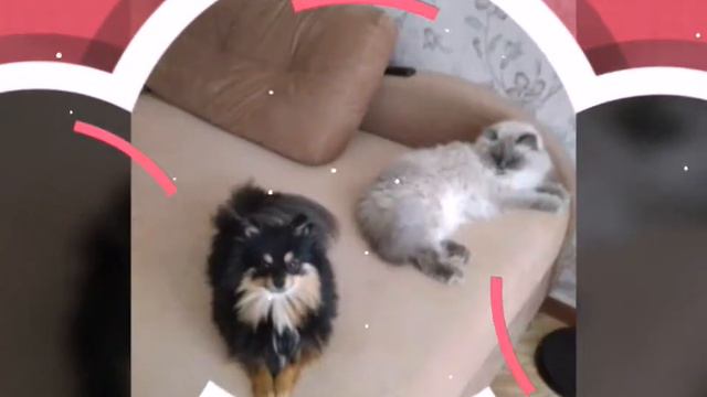 My Life🐶 смотреть онлайн