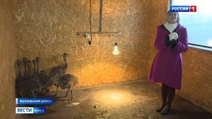 Болховская семья организовала страусиную ферму