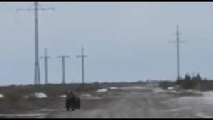 Возле Ханты-Мансийска охотники засняли как медведь гонит лося