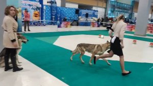 International dog show CACIB - CIS Winner-2023/Победитель СНГ-2023 Минск, Беларусь 25.02.2023