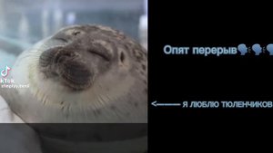 //Реакция шаранутого космоса на тик ток\\