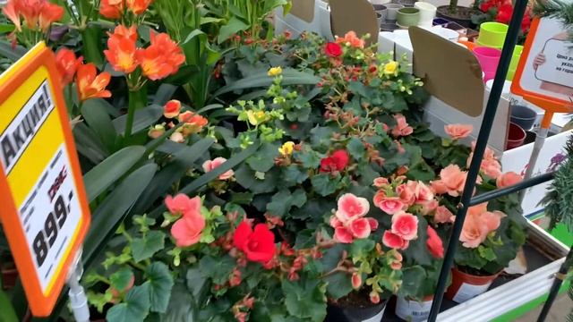 ОБЗОР ЦВЕТОВ В МАГАЗИНЕ ОБИ. КАЗАНЬ. смотреть онлайн