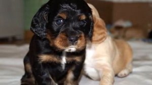 Щенки кокер спаниеля (Краснодар)