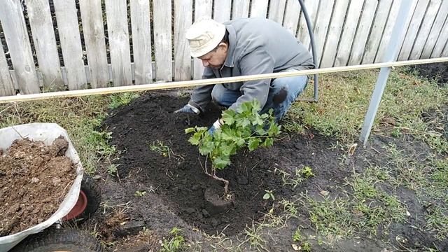 Сажаем сортовой Виноград ( Дарья, Платовский, Низина, Кадрянка)