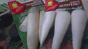 Сроки Сева, Посев Редьки и Дайкона на Урале. Правильный Выбор Сорта.