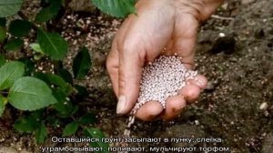 Роза Румба (Rumba) — характеристики клайминга