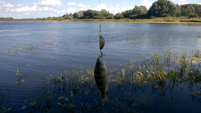 Окунь на пивную крышку смотреть онлайн