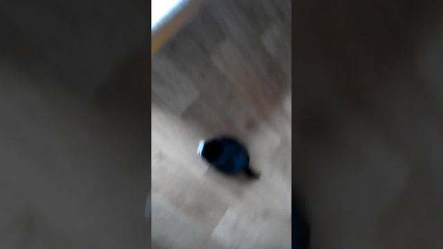 Любимчики