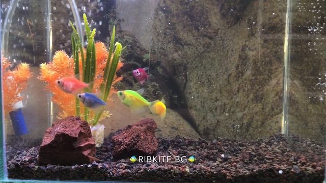 Тернеция Аквариум смотреть онлайн