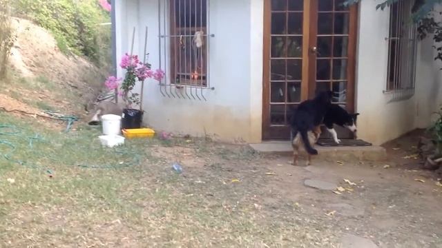 Тигрёнок до смерти напугал пса :D смотреть онлайн