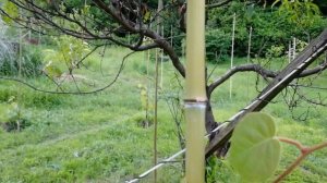 Формировка киви