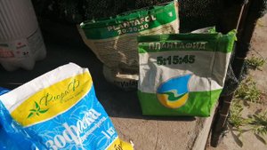 Полив винограда после цветения