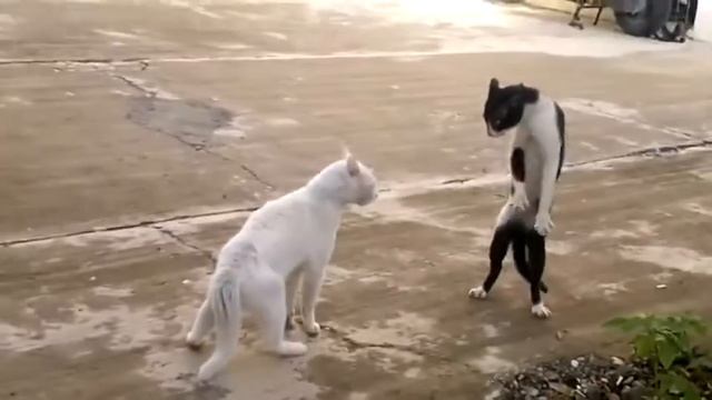 Кошка в стиле "кобры" смотреть онлайн