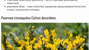 Ракитник посадка и уход в Подмосковье Виды и сорта ракитника с фото и описанием Размножение