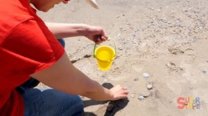 Let's Go To The Beach | Caitie's Classroom Field Trip | Outdoor Fun Videos for Kids