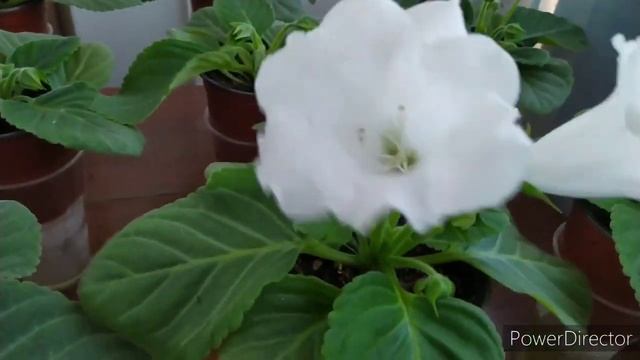 ГЛОКСИНИИ НА ФИТИЛЬНОМ ПОЛИВЕ,ПОЛИВ ГРУНТА СВЕРХУ смотреть онлайн