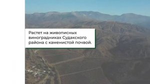 02 Массандра Кокур десертный Сурож Белое