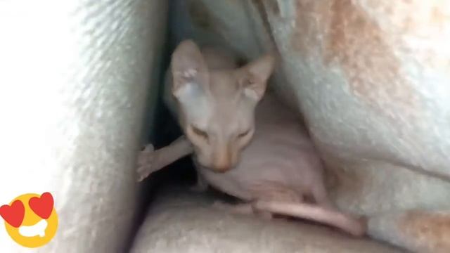 Кот сфинкс под одеялом) смотреть онлайн