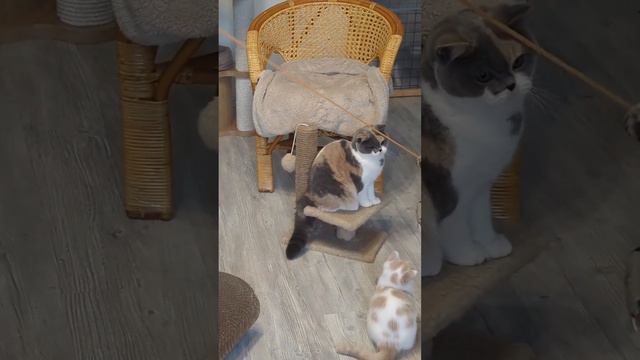 Британская кошка Шакира
