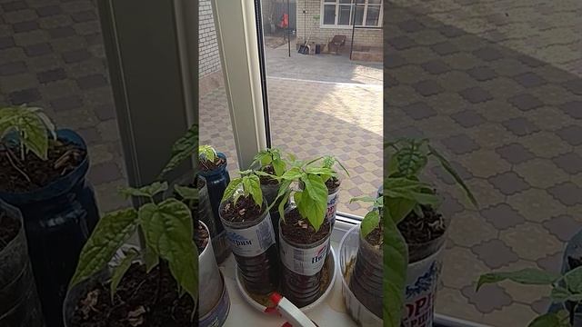 Катальпа Прекрасная/Catalpa the Beautiful смотреть онлайн