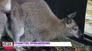 В Минском зоопарке пополнение