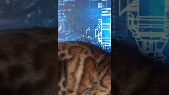 Ксандр мой бенгальский кот🐱