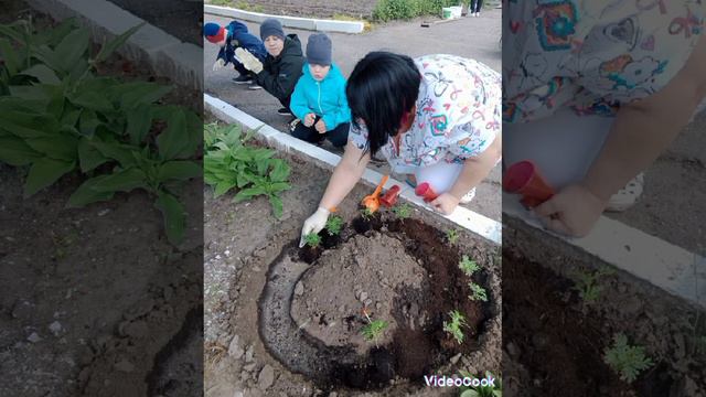 Третий заключительный этап экологического проекта "Веселый огород"