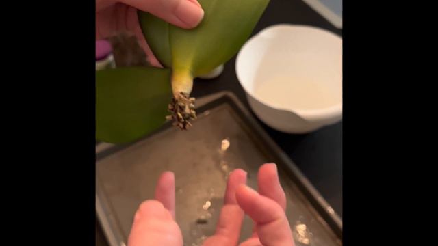 Inspecting and repotting a phalaenopsis orchid смотреть онлайн