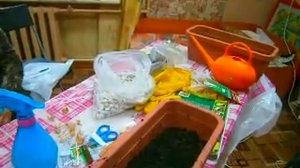 Цветники из многолетников своими руками - посадка лука