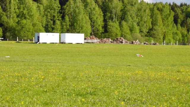 STANGERS LAND VALDIVIA (к) и INDIANA IZ SAGI O GARDARIKE (б) Чемпионат РКФ - CACL по курсингу борзы смотреть онлайн