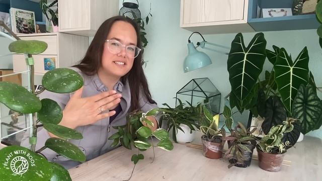 **CLOSED ** GIVEAWAY! Uncommon hoya starter set + unboxing | Groen in huis x Plant with Roos смотреть онлайн