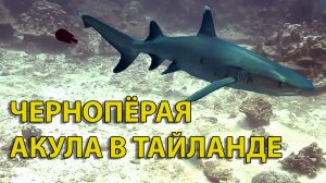 Чернопёрая акула (Silvertip shark) острова ПиПи (Ko PhiPhi)