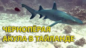 Чернопёрая акула (Silvertip shark) острова ПиПи (Ko PhiPhi)