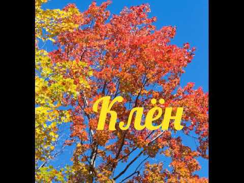 Клён смотреть онлайн