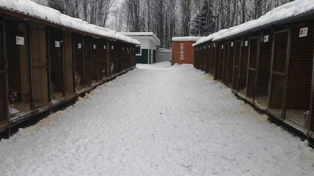 ЛУЧШИЙ ПРИЮТ ДЛЯ БЕЗДОМНЫХ СОБАК. БУДНИ