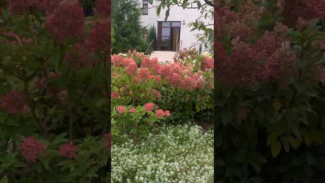 #hydrangeaflower #hydrangea #hortensia #гортензия #garden #flower #садгортензий #paniculata #сад