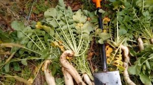 Выращивание дайкона от посева до уборки урожая. Посадка в июле . Сорт Клык слона и Лонг вайт.