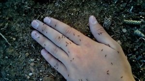 Человека едят муравьи