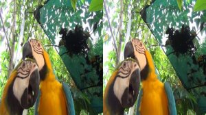 Бали. Зоопарк. 3D