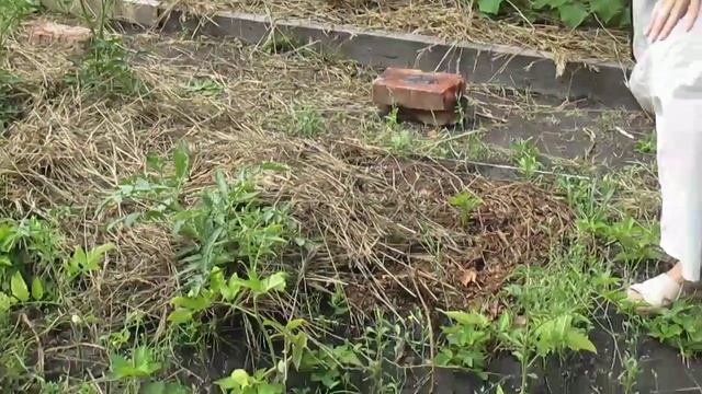 Как посадить #помидоры в теплую грядку? Мульчирование томатов смотреть онлайн