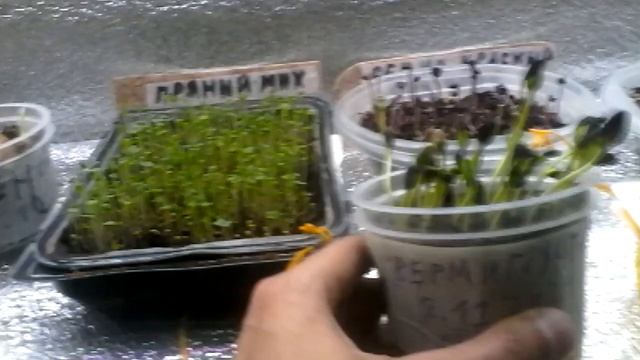 микрозелень в домашних условиях,быстро,вкусно,полезно,и быстро растёт,своя зелень круглый год!!!!!! смотреть онлайн