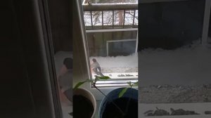 Снегирь- забияка( видео от хозяина квартиры)#nature#птицы#снегирь#birds
