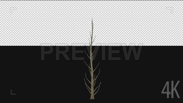 Populus Nigra Tree Growing Stock Motion Graphics смотреть онлайн