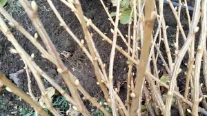 Супер саженцы смородины ЭБОНИ