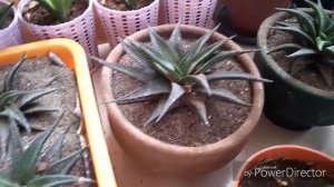 Haworthia Limifolia Spiralis (update )