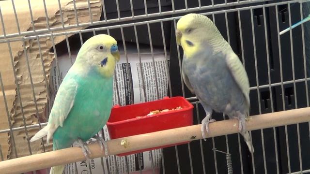 Помогите придумать имена для попугаев смотреть онлайн