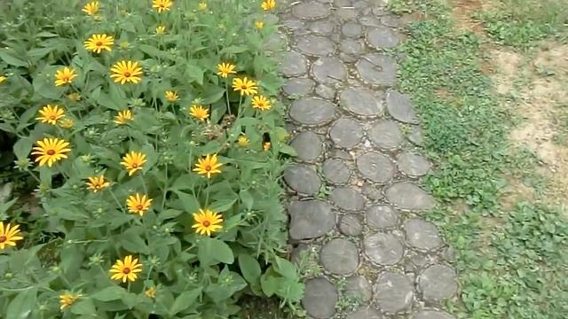 цветы в саду 2 смотреть онлайн