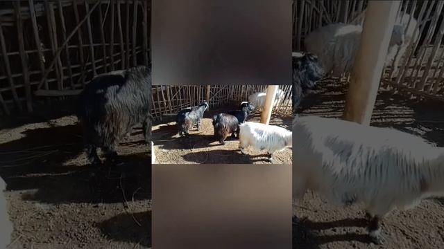 Шымбай / 2023/ менин мини фермам/ мал базар / телграм канал/https://t.me/Maxsetagrofarm/ мол бозор/